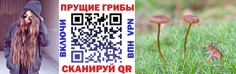 Галлюциногенные грибы Magic Shrooms Петровск
